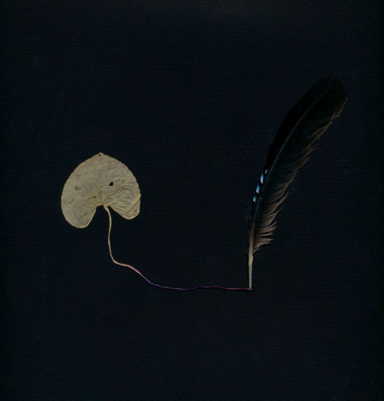 The Jay Melancholic